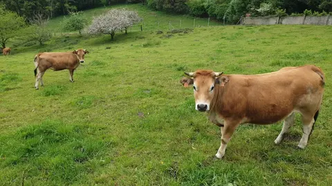 Vacas, asturiana de los valles, rural, campo, PAC.