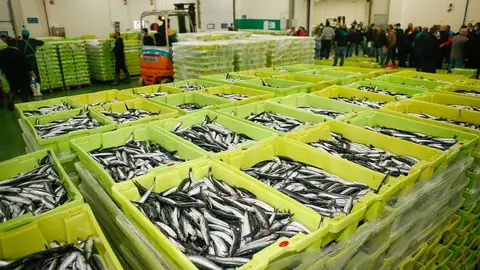 Cajas de anchoas durante la campa&ntilde;a de pesca en Galicia.