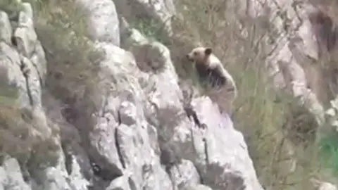 Osezna en Picos de Europa.