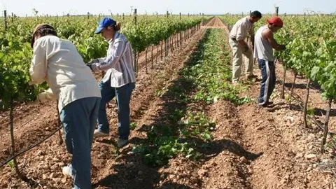 Archivo - Agricultores trabajando en el campo