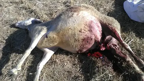 Archivo - Oveja fallecida por el ataque de lobo en Villasbuenas (Salamanca).