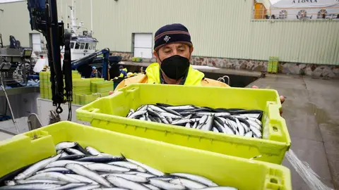 Archivo - Un trabajador muestra una caja durante la campa&ntilde;a de pesca de la anchoa, a 26 de abril de 2021, en el muella de Burela, Lugo, Galicia, (Espa&ntilde;a). El bocarte o anchoa de buen tama&ntilde;o ha aparecido este a&ntilde;o entre Avil&eacute;s y Burela, lo que ha provocado 