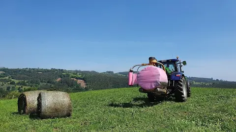 Encintado rosa de las pacas