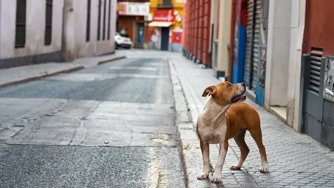 Archivo - Perro abandonado 