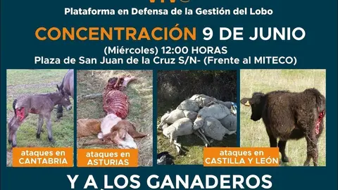 Cartel de la manifestaci&oacute;n contra la protecci&oacute;n del lobo del 9 de junio