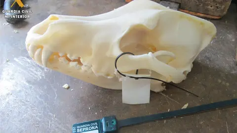 Archivo - Cr&aacute;neo de lobo incautado.