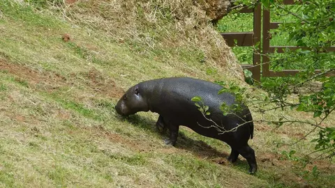 Llegada de la hipop&oacute;tama pigmeo Moyamba al Parque de la Naturaleza de Cab&aacute;rceno.