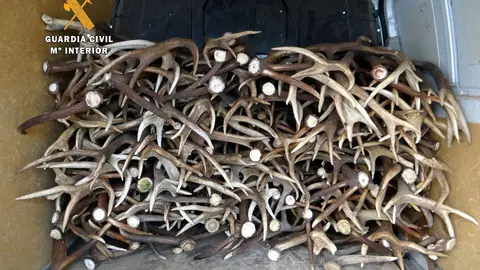 Cuernos de venado cargados en una furgoneta