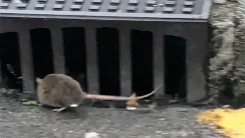 Archivo - Una rata. Archivo