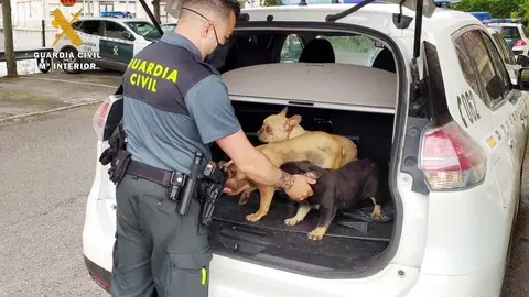 Perros recuperados