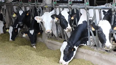 Archivo - Explotaci&oacute;n ganadera