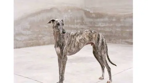 Exposici&oacute;n 'Noche de perros'