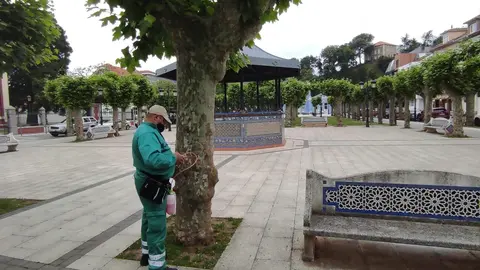 Trataiento de los &aacute;rboles de la Alameda de Colindres