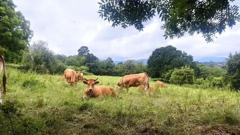 Archivo - Vacas en Villaviciosa, ganader&iacute;a, PAC