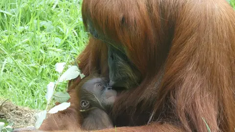 Oihana, la cr&iacute;a de orangut&aacute;n de Sumatra, junto a su madre