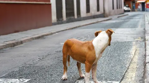 Archivo - Perro abandonado en una calle c&eacute;ntrica de Sevilla los 40 dias de estado de alarma en Sevilla a 23 abril del 2020