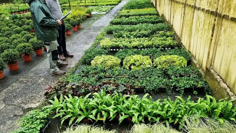 Plantas que formar&aacute;n el jard&iacute;n vertical junto al Teatro Concha Espina