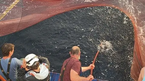 Archivo - Pesca de bonito.