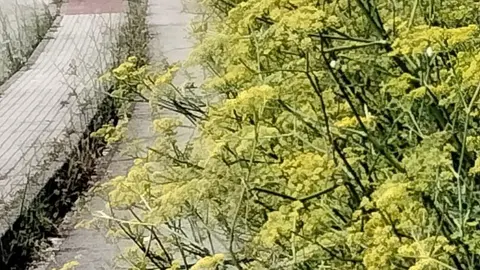 Carril bici de San Rom&aacute;n de la Llanilla