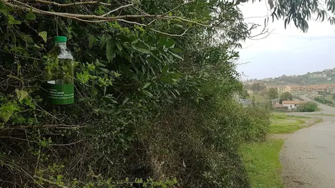 Trampa de avispa asi&aacute;tica