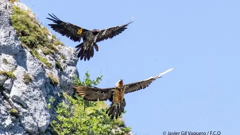 Ejemplares de Quebrantahuesos en Picos de Europa