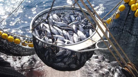 At&uacute;n de pesca responsable