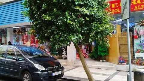 &Aacute;rbol en Santander