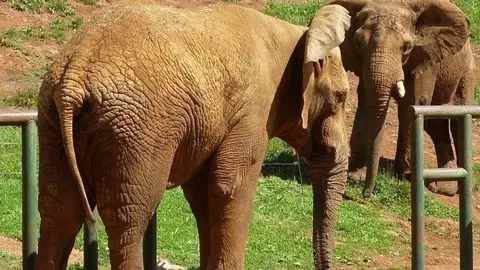 Industria. Elefante cesi&oacute;n Pa&iacute;ses Bajos. Yambo.  Parque de la Naturaleza de Cab&aacute;recno. 20 AGOSTO 2021 &copy; Oficina de comunicaci&oacute;n