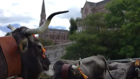 La campa del Palacio de Sobrellano de Comillas acoge el campeonato regional de arrastre