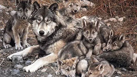 Archivo - Lobo ib&eacute;rico