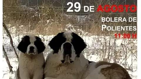 Cartel del II Concurso Nacional Canino de Valderredible