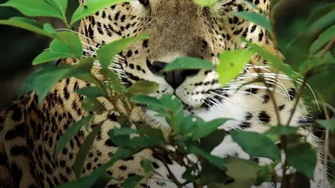 Cartel de 'Panteras'