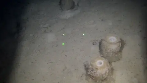 Grabaci&oacute;n del campo de esponjas profundas halladas frente a la Bah&iacute;a de Santander.