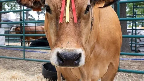 Archivo - Una vaca de raza asturiana de los Valles, durante una muestra de ganado, 