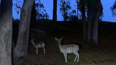 Archivo - Recinto de fauna ib&eacute;tica del Parque de Cab&aacute;rceno por la noche.