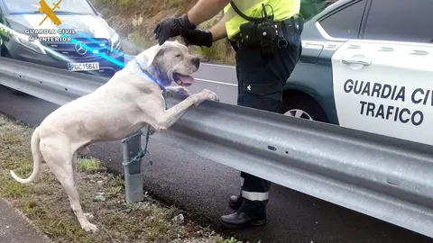 El dogo argentino capturado en Pomaluengo