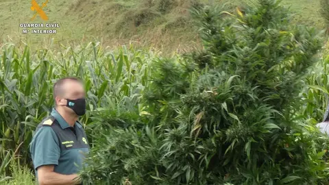Plantaci&oacute;n de marihuana intervenida en Vispieres