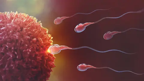 Sperm and egg cell. Natural fertilization. 3d illustration on red background