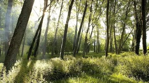 8:00	San Juan de Raicedo, Arenas de Igu&ntilde;a	El consejero de Cultura, Turismo y Deporte, Francisco Javier L&oacute;pez Marcano, visita las ruinas rom&aacute;nicas descubiertas en el municipio.
DANIEL PEDRIZA &copy;
7 JUN 06        