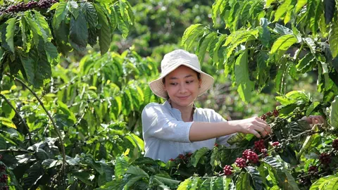 NESCAF&Eacute; Plan Vietnam
These images are taken from Quality video. Woman picking coffee cherries.