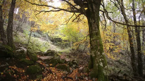 Busmayor, Barjas, Le&oacute;n. El hayedo de Busmayor es uno de los m&aacute;s occidentales de toda Europa, y se sit&uacute;a sobre el l&iacute;mite de las provincias de Le&oacute;n y Lugo. La afluencia de turistas en los &uacute;ltimos a&ntilde;os es cada vez mayor, especialmente en Oto&ntilde;o, cuando el bosque de hayas se encuentra en todo su esplendor crom&aacute;tico.