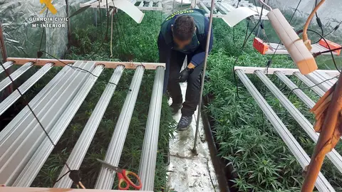 plantacion guriezo 1