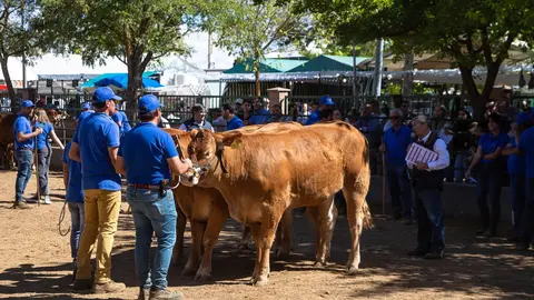feria internacional ganadera de Zafra