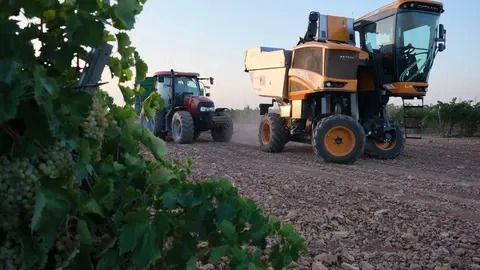 Vendimia de uva Sauvignon Blanc en la localidad de Manzanares, Castilla - La Mancha, Espa&ntilde;a. 25 de agosto de 2022.