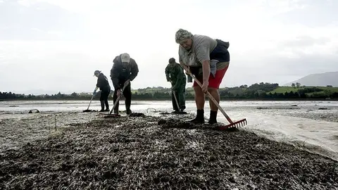                                 MARISCADORES . PEDRE&Ntilde;A. MARISCADORAS.
ALMEJAS.
6 11 2017
