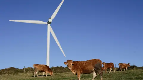 Abadin, Lugo. Vacas y caballos conviven con molinos de energia eolica en la Serra do Xistral. La nueva ley de eolicos que prepara la Xunta de Galicia esta generando malestar y disgusto en multitud de poblaciones y vecinos, al aumentar los derechos de las energeticas en los parques eolicos que se liciten a partir de ahora.