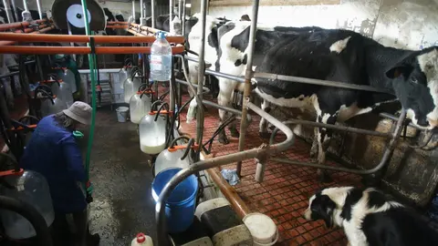 Macedo, Friol, Lugo. La ganader&iacute;a B&eacute;rtolos e Serranos orde&ntilde;a las vacas en su granja de la Parroquia de Macedo. La ganader&iacute;a produce leche para venta y para elaboraci&oacute;n de quesos bajo marca propia. Este a&ntilde;o, a diferencia de los anteriores, las grandes l&aacute;cteas est&aacute;n firmando contratos con los productores de una duraci&oacute;n de tres meses, cuando anteriormente se firmaban con car&aacute;cter anual. Esto se debe a la incertidumbre del mercado, argumentan desde las compa&ntilde;&iacute;as l&aacute;cteas. En la imagen, Concha Montecelos, propietaria de la granja, limpia sus botas con una manguera en la sala de orde&ntilde;o, en la ma&ntilde;ana del s&aacute;bado 18 de febrero