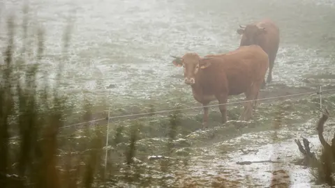 Cervantes, Lugo. Entra un frente fr&iacute;o con nevadas en puntos altos. Tras las altas temperaturas de la Semana Santa, la llegada de un frente fr&iacute;o tard&iacute;o deja estampas nevadas en cotas superiores a los 1400 mts. En la imagen, vacas pastando en un prado nevado en Piornedo, en la ma&ntilde;ana del jueves 13 de Abril