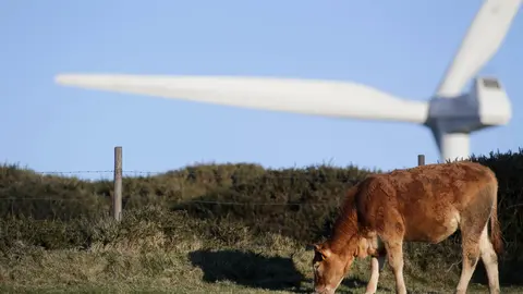 Abadin, Lugo. Vacas y caballos conviven con molinos de energia eolica en la Serra do Xistral. La nueva ley de eolicos que prepara la Xunta de Galicia esta generando malestar y disgusto en multitud de poblaciones y vecinos, al aumentar los derechos de las energeticas en los parques eolicos que se liciten a partir de ahora.