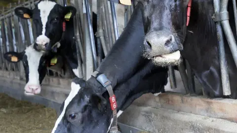 vacasa
pienso
cuadra
nr